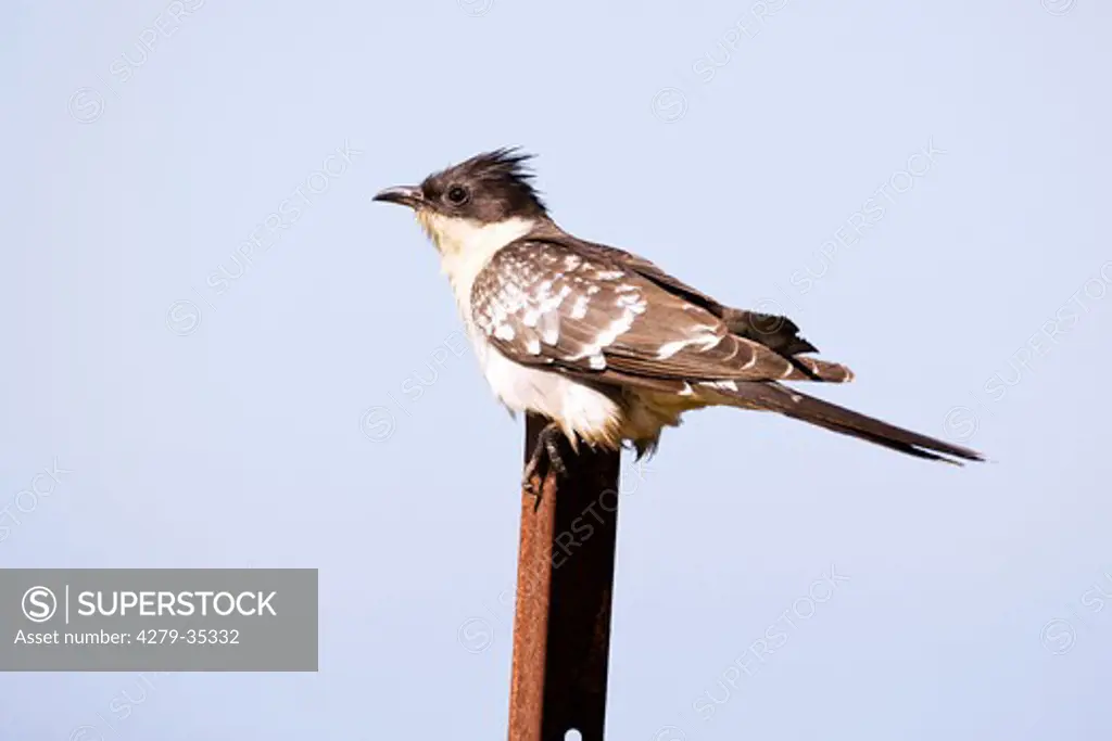 Great Spotted Cuckoo - sitting on a bar, Clamator glandarius