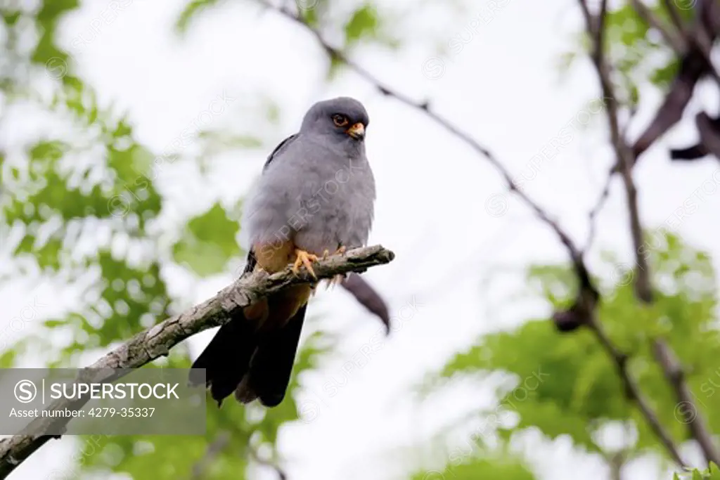 Red-footed Falcon on a branch, Falco vespertinus