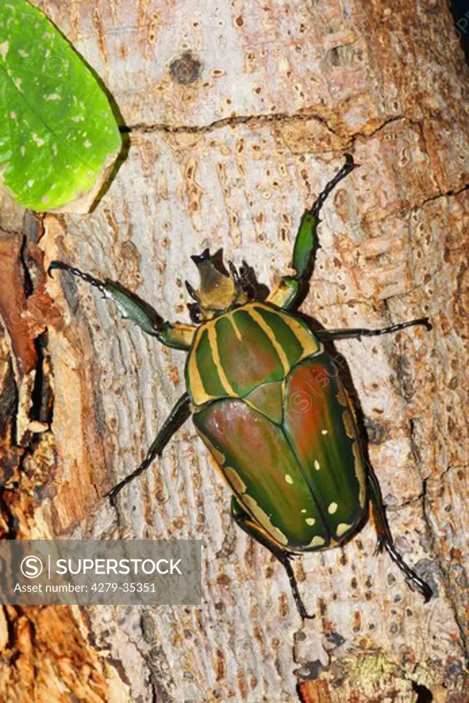 African Flower Beetle on a tree trunk, Mecynorrhina (Chelorrhina) polyphemus