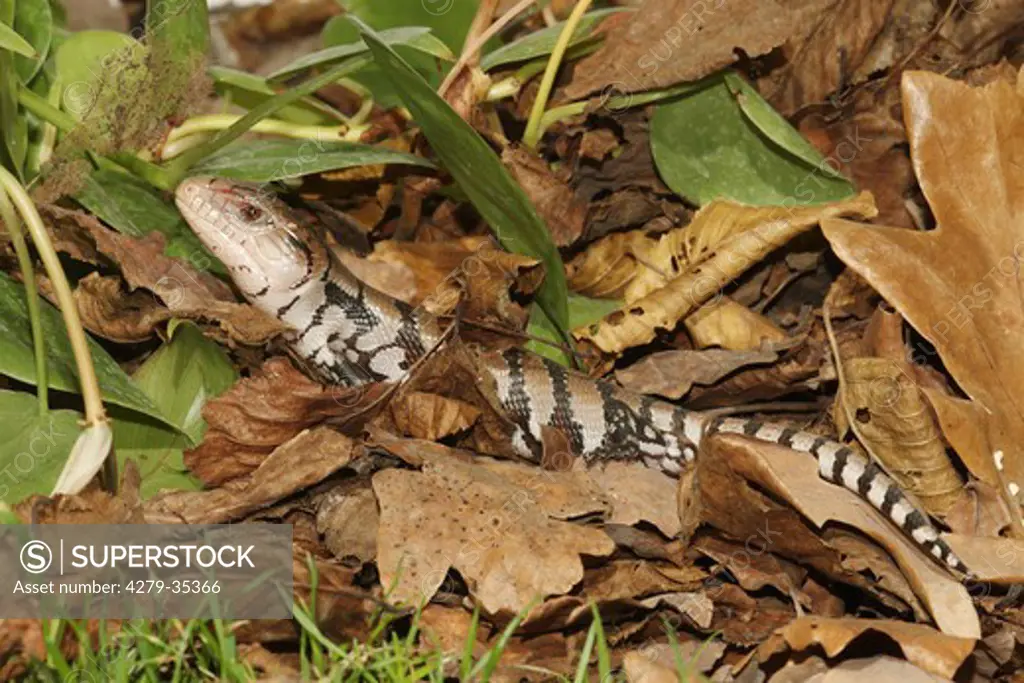 young Eastern Blue-tongued Lizard in foliage, Tiliqua scincoides