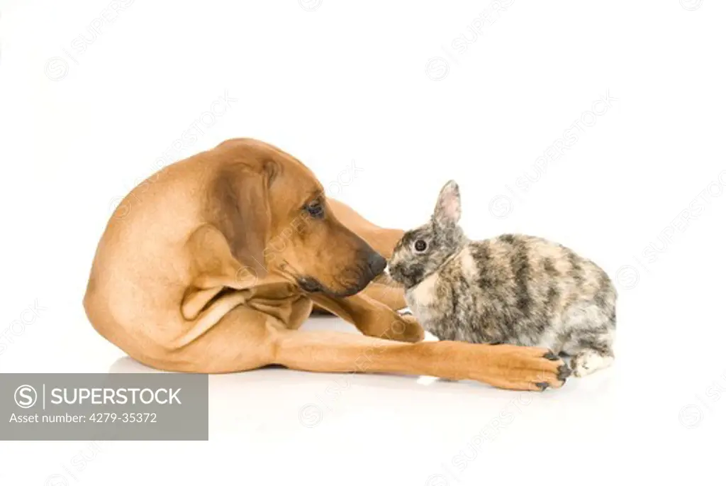 animal friendship: dog and a dwarf rabbit - cut out