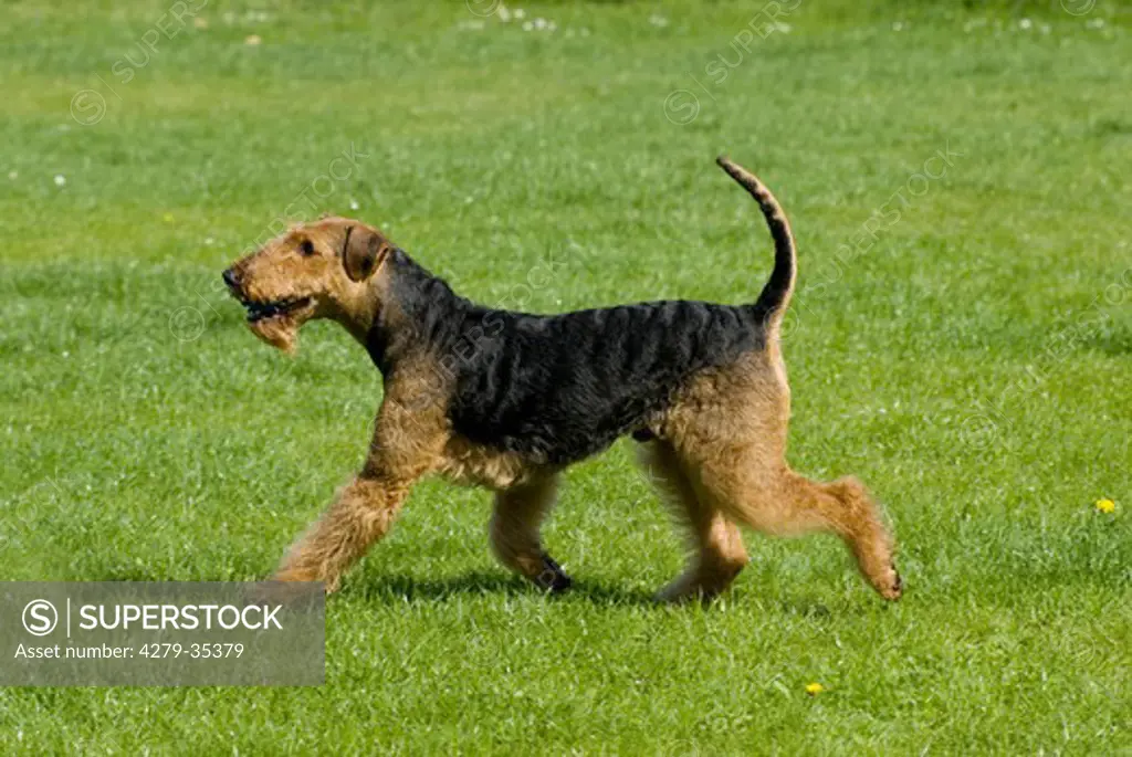 Airedale Terrier dog - running on meadow