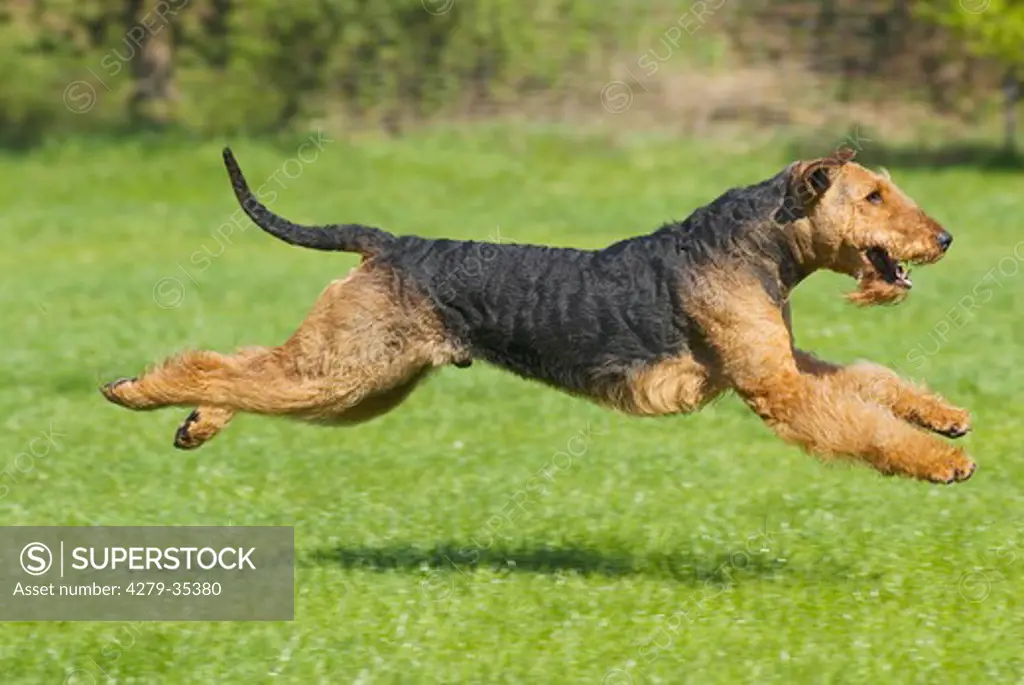 Airedale Terrier dog - jumping on meadow