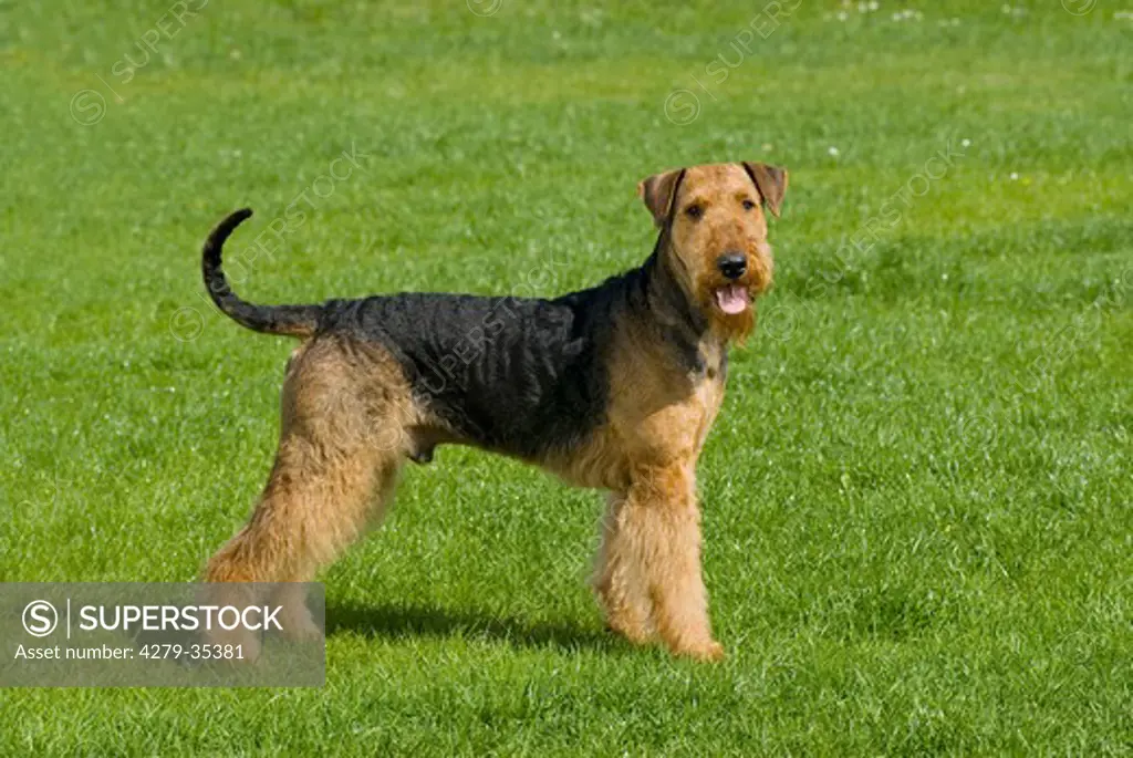 Airedale Terrier dog - standing on meadow