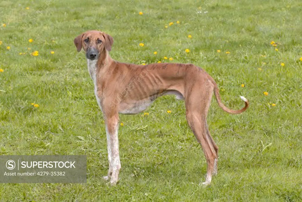 Azawakh dog - standing on a meadow