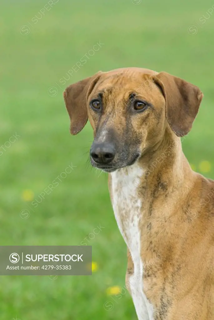 Azawakh dog - portrait