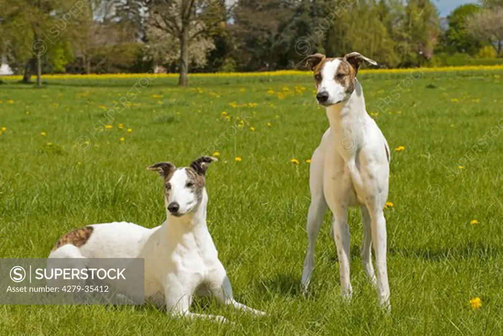 two Magyar Agar dogs on a meadow