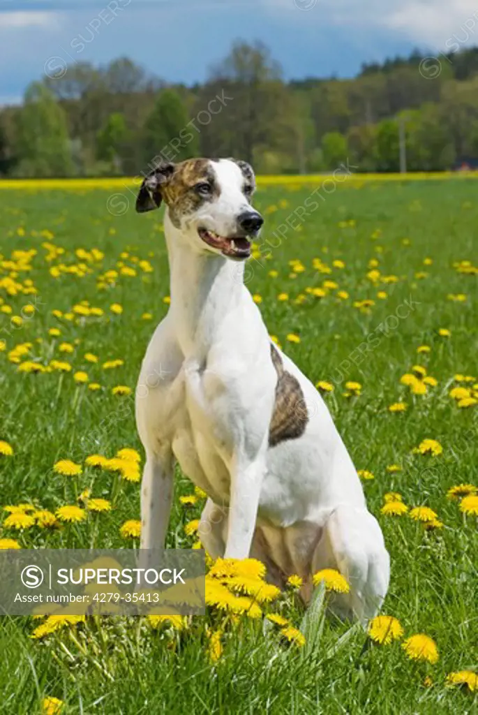 Magyar Agar dog - sitting on a flower meadow
