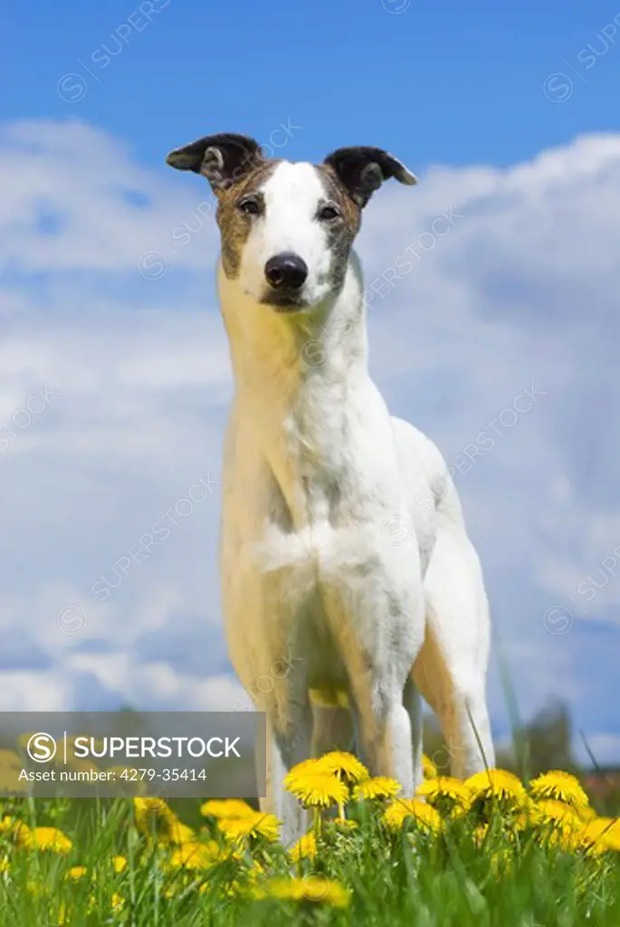 Magyar Agar dog - standing on a flower meadow