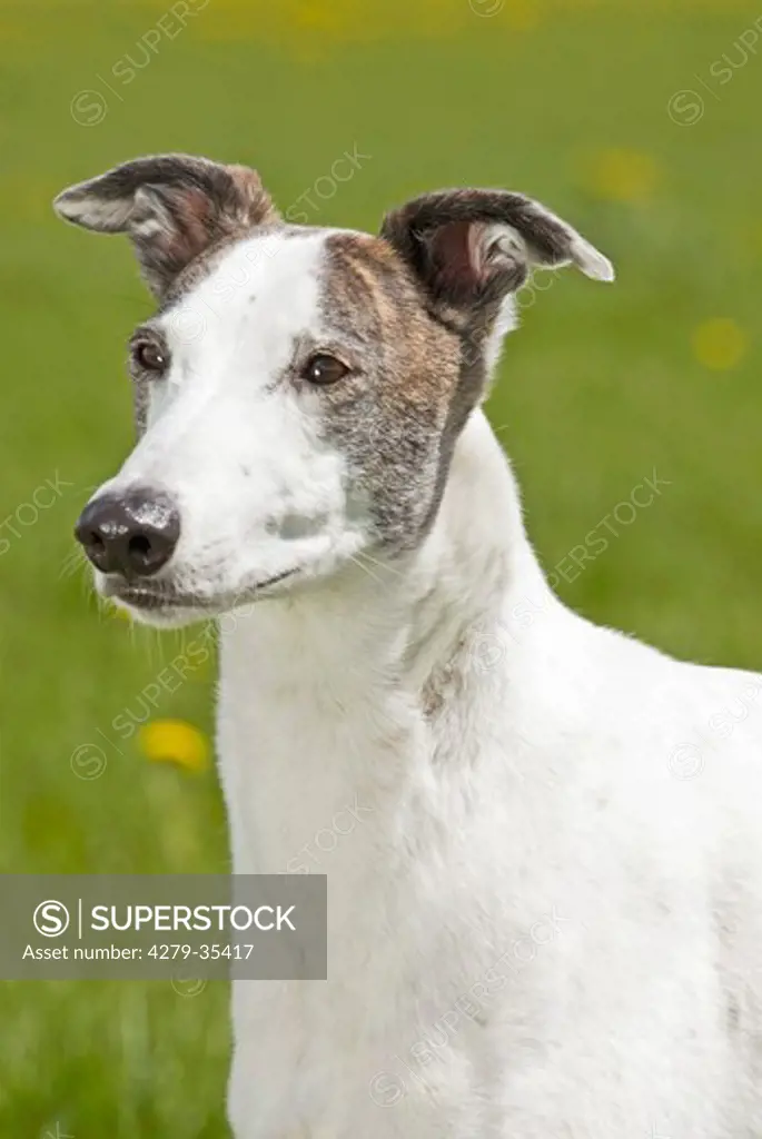 Magyar Agar dog - portrait