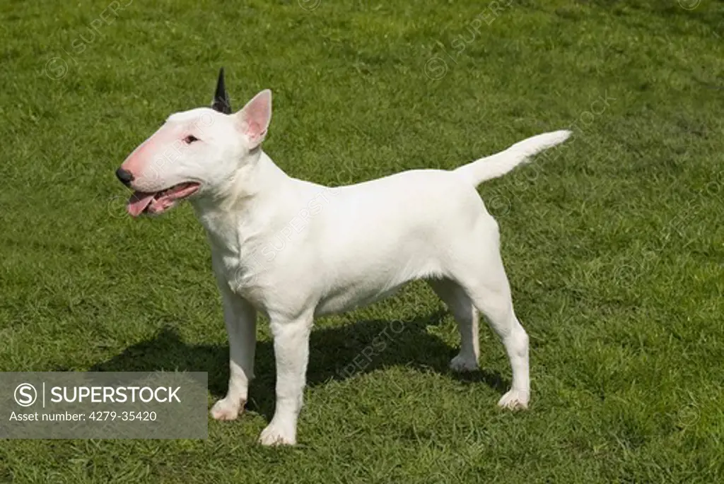 Miniature Bull Terrier - standing on a meadow