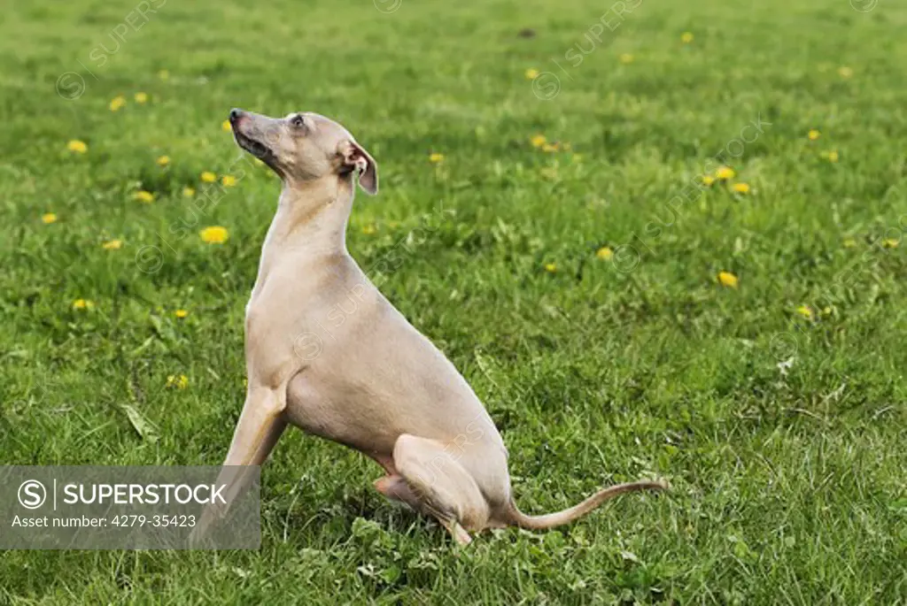 Italian Greyhound dog - sitting on a meadow