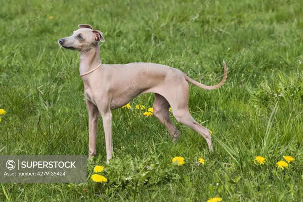 Italian Greyhound dog - standing on a meadow