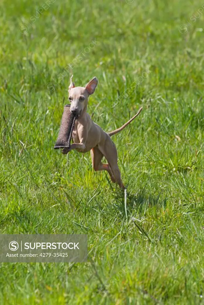 Italian Greyhound dog - playing on a meadow