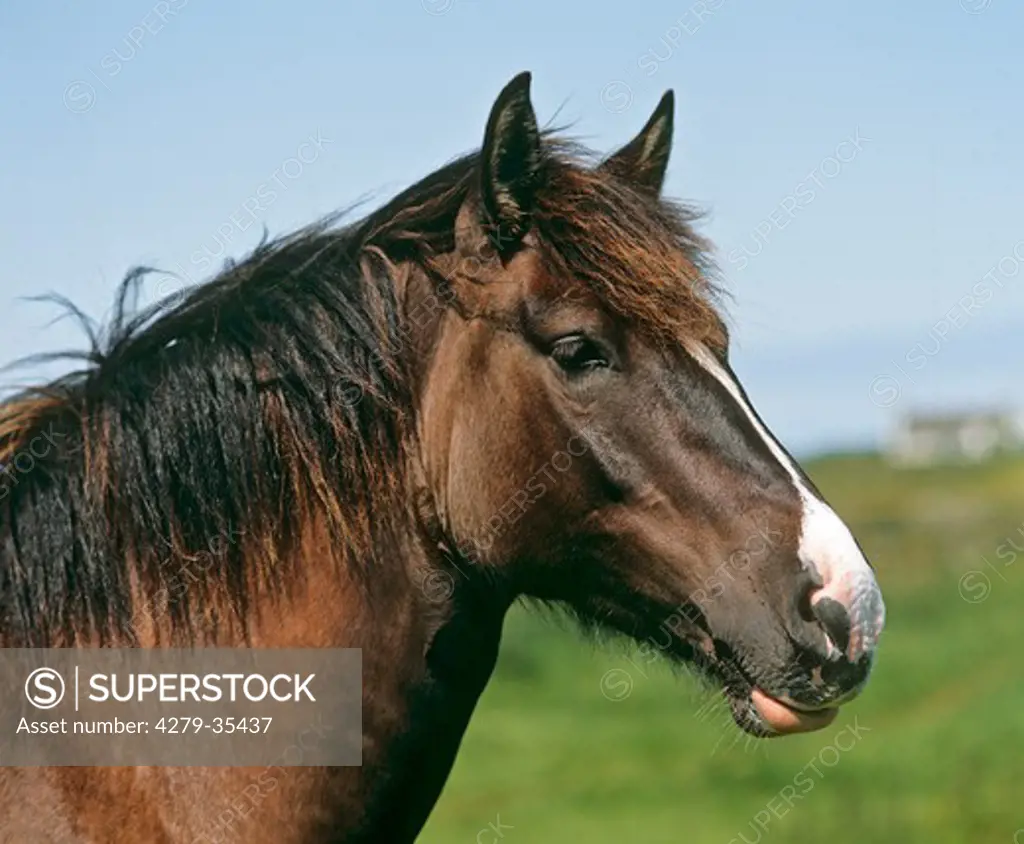 Welsh Cob horse - portrait