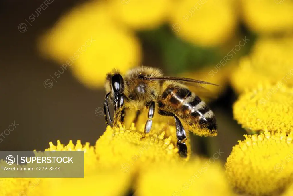 Honey bee on blossom, Apis mellifera mellifera