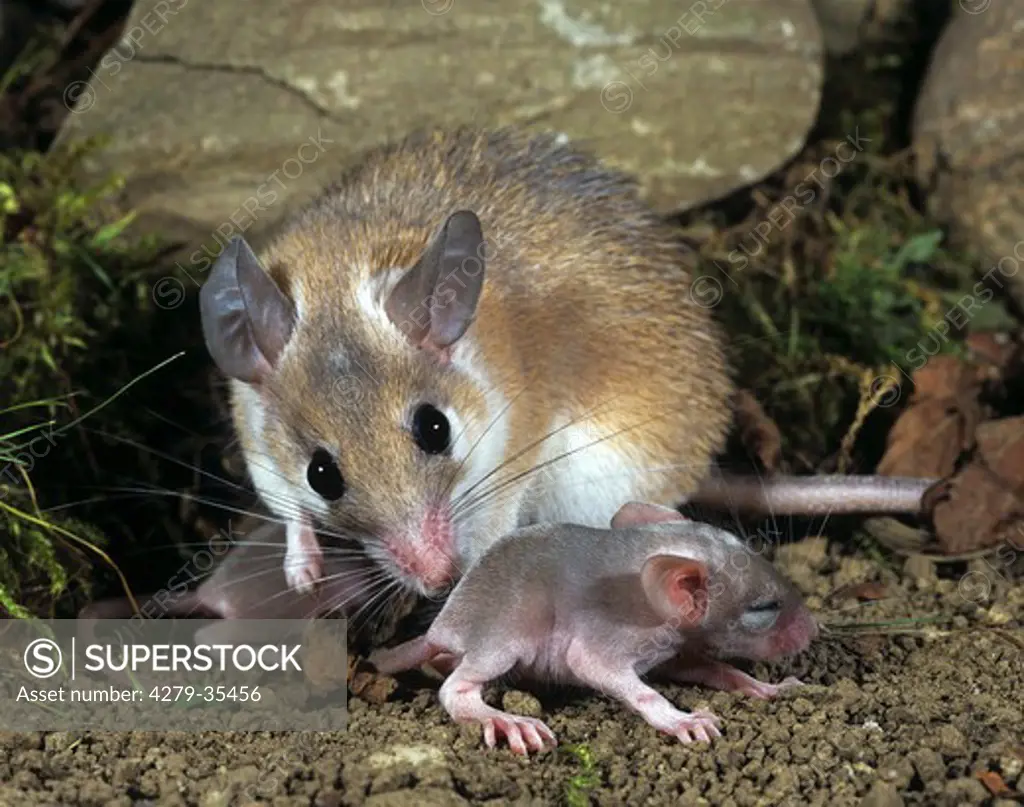Crete spiny mouse cleaning its cub, Acomys minous