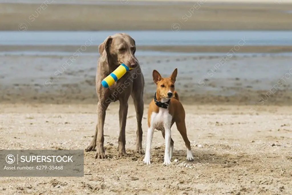 Weimaraner dog and a Basenji puppy - standing at the beach