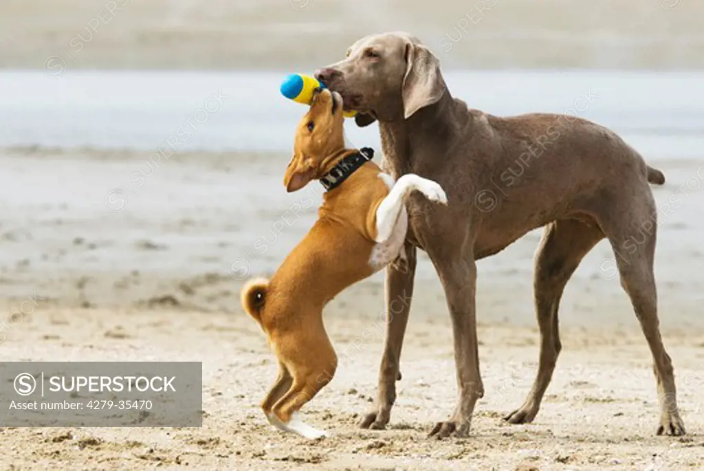Weimaraner dog and a Basenji puppy - playing at the beach