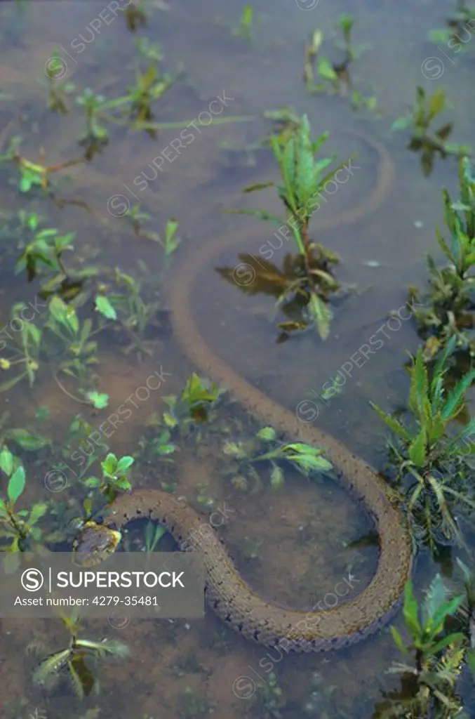 Grass snake in the water, Natrix natrix