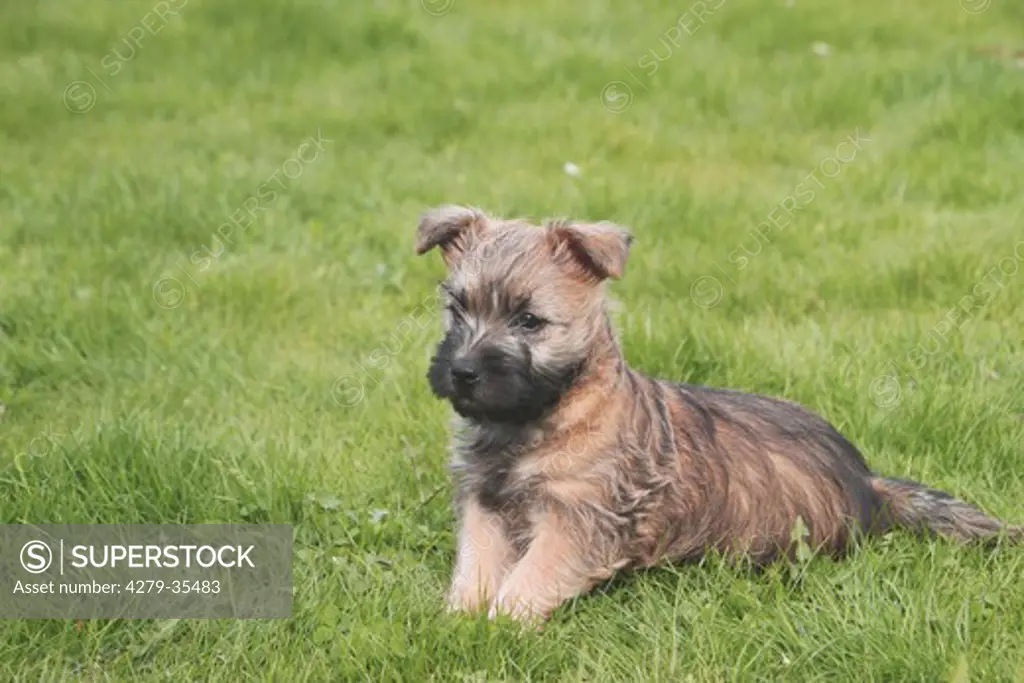 Cairn Terrier dog - puppy lying on a meadow