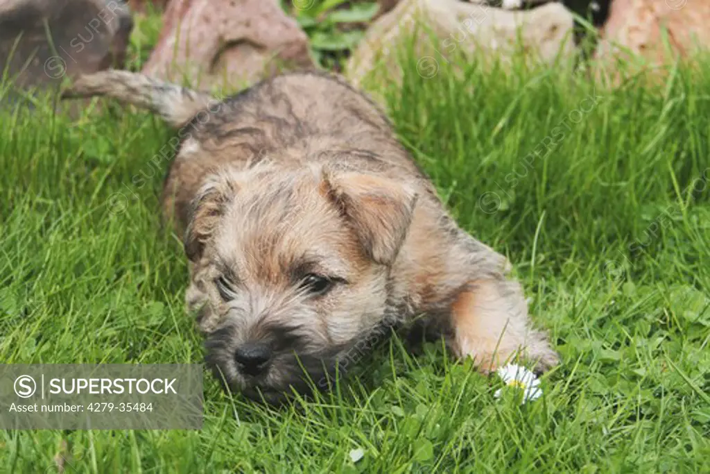 Cairn Terrier dog - puppy lying on a meadow