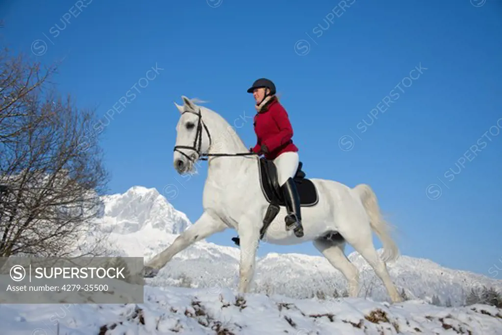 woman riding on Lipizzan horse in snow