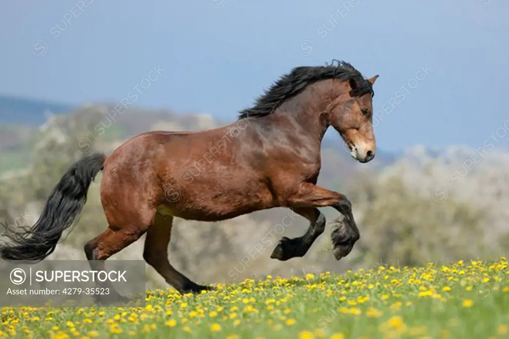 Zemaitukas horse - galloping on meadow