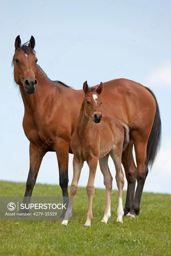 Arabian horse with foal - standing on a meadow