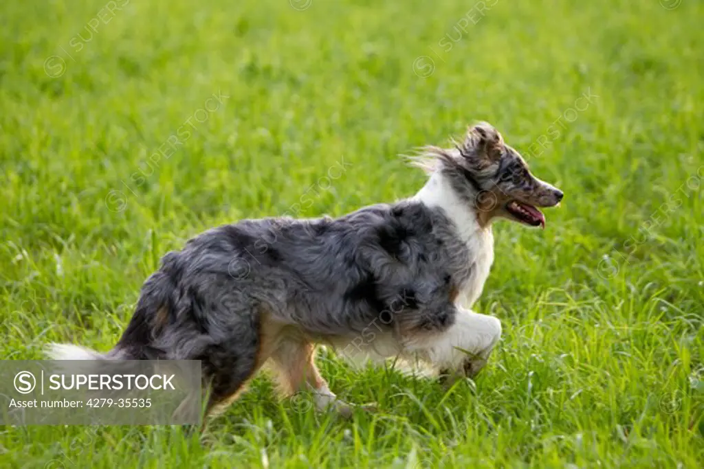 Australian Shepherd dog - walking on a meadow