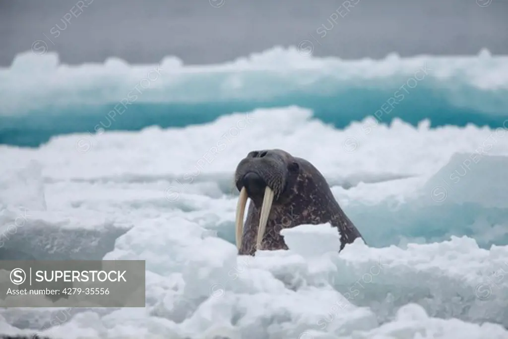 walrus between ice floes, Odobenus rosmarus
