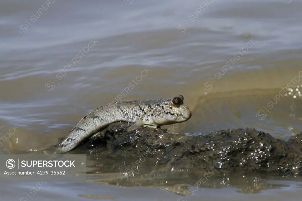 Mudskipper in the water - climbing on a rock, Periophthalmus sp.