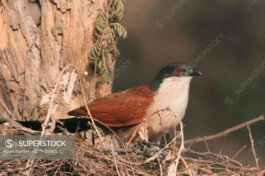 Senegal Coucal - sitting on a tree, Centropus senegalensis