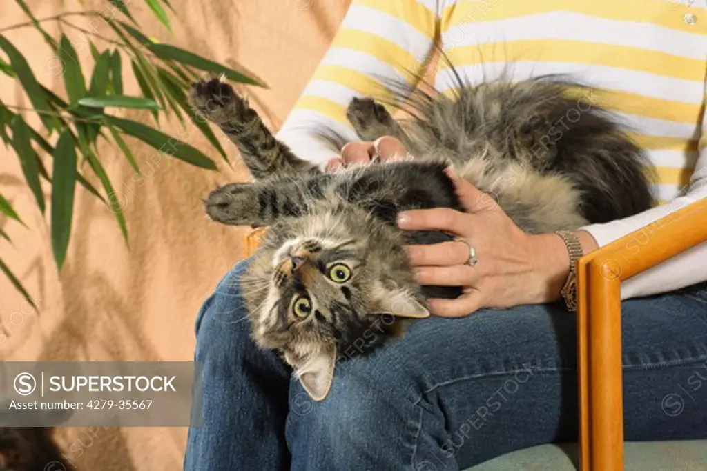 Siberian cat - lying on knees