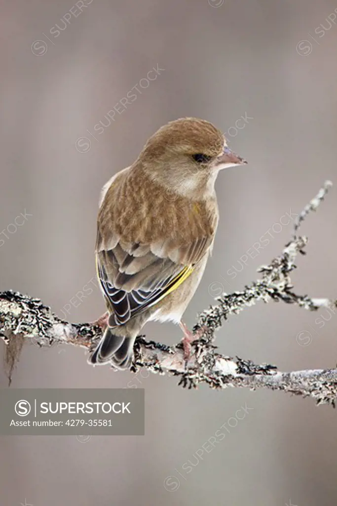 Greenfinch on a branch, Carduelis chloris