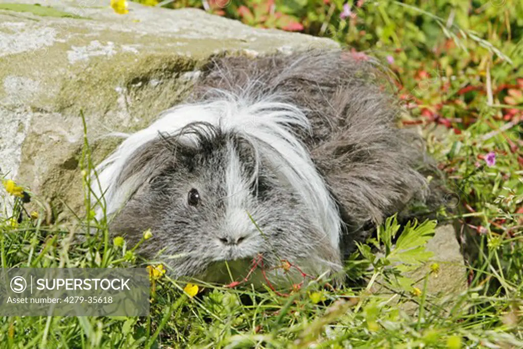 Lunkarya guinea pig next to a stone