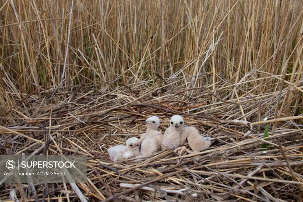 Western Marsh-harrier - squabs in the nest, Circus aeruginosus