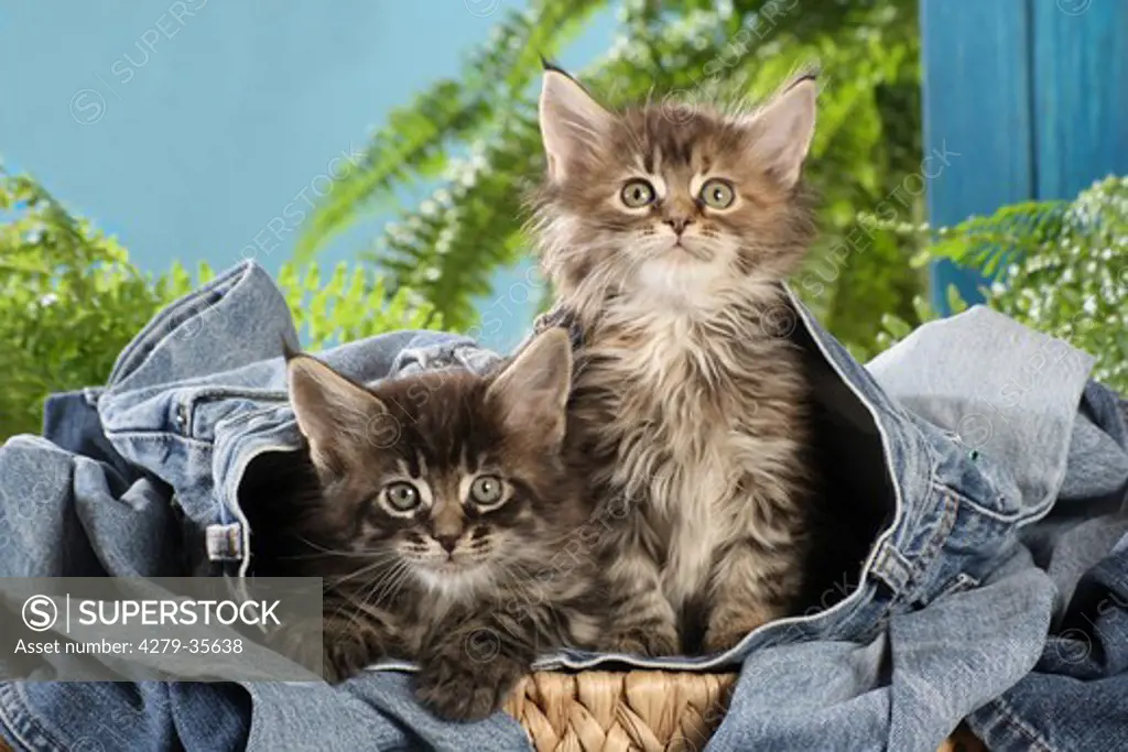 Maine Coon cat - two kittens in Jeans