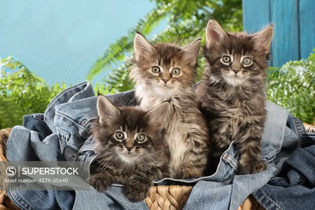 Maine Coon cat - three kittens in a basket
