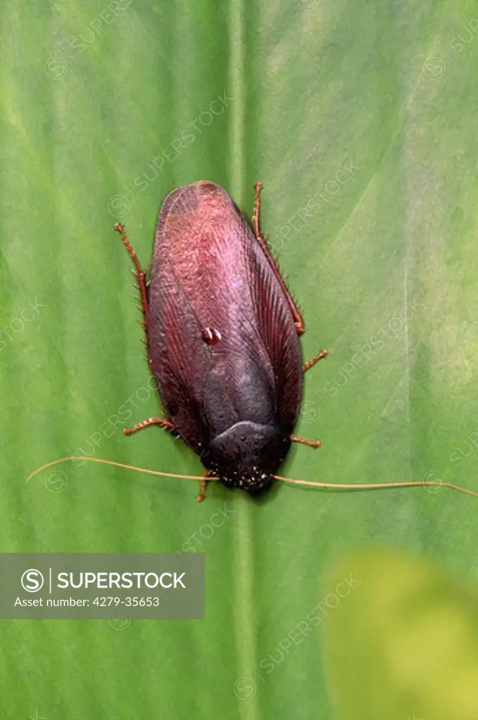 Jungle Cockroach on a leaf, Pseudophorarpsis nebulosa