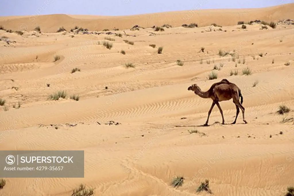 dromedary - walking in the desert, Camelus dromedarius