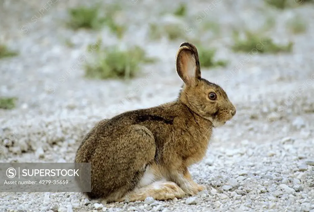 Snowshoe hare - sitting, Lepus americanus