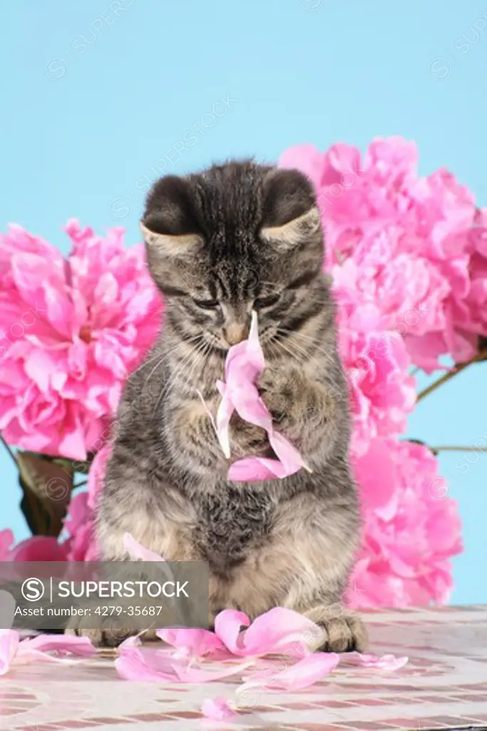 tabby domestic kitten - playing with blossoms of a peony