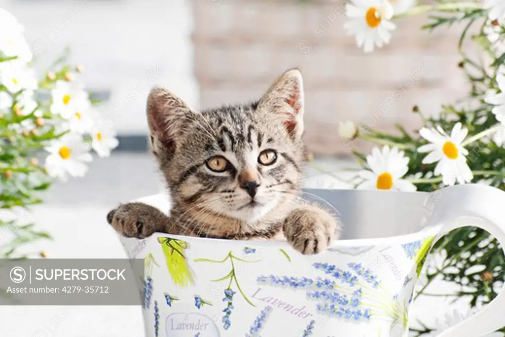 tabby kitten - portrait