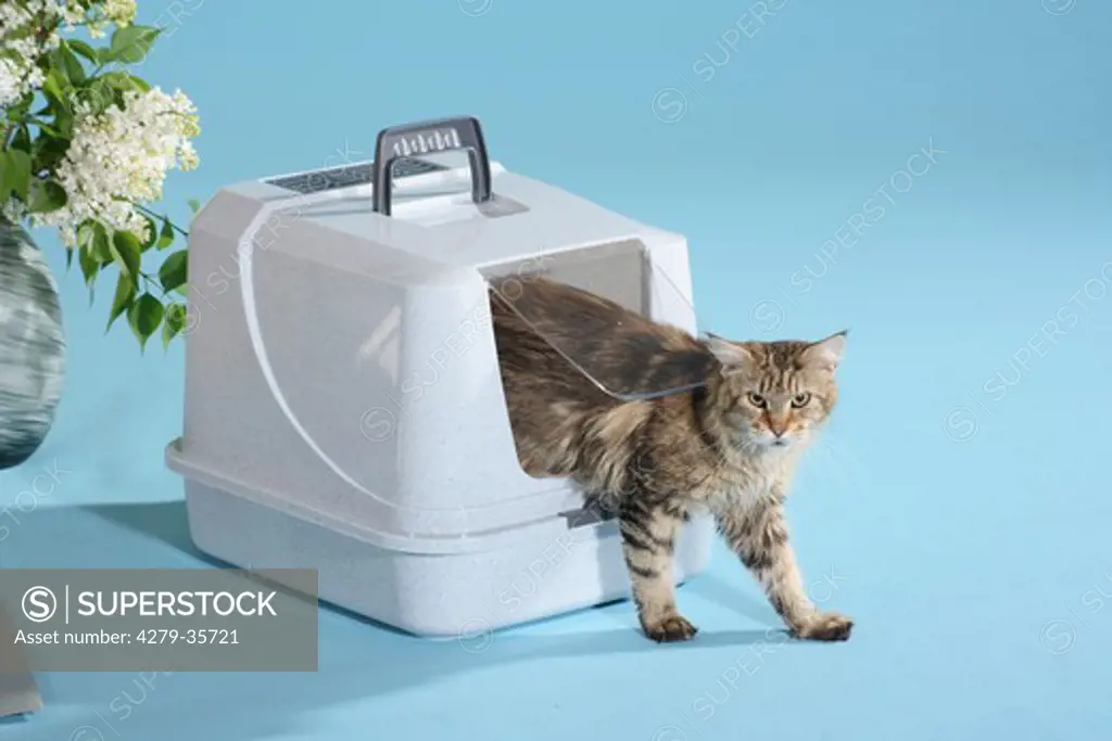 tabby cat - climbing out of a transport box