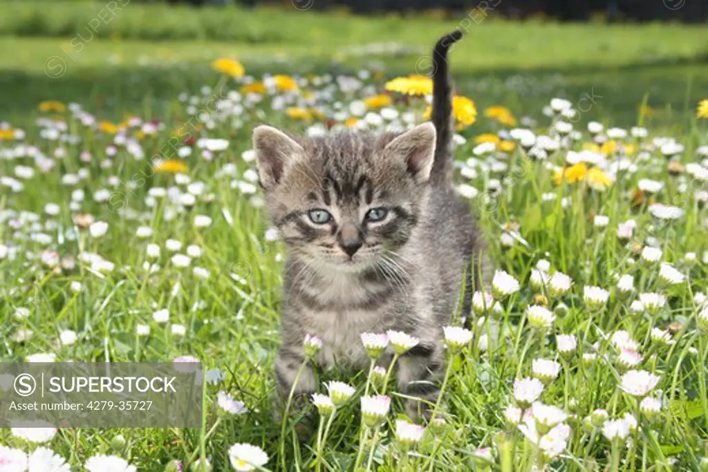 tabby kitten - standing on a meadow