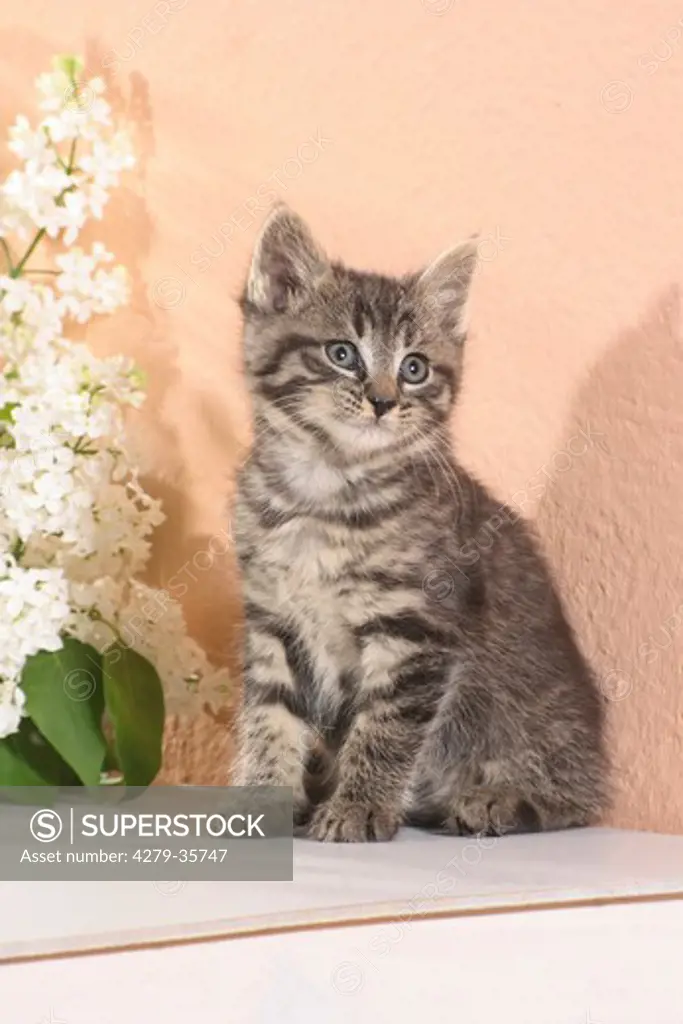 tabby kitten - sitting at a wall