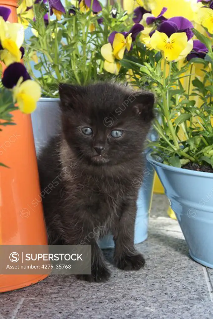 black kitten - sitting between flower pots