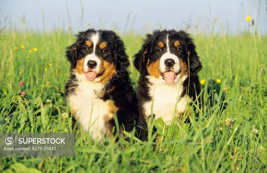 Bernese Mountain dog - two puppies sitting in a meadow
