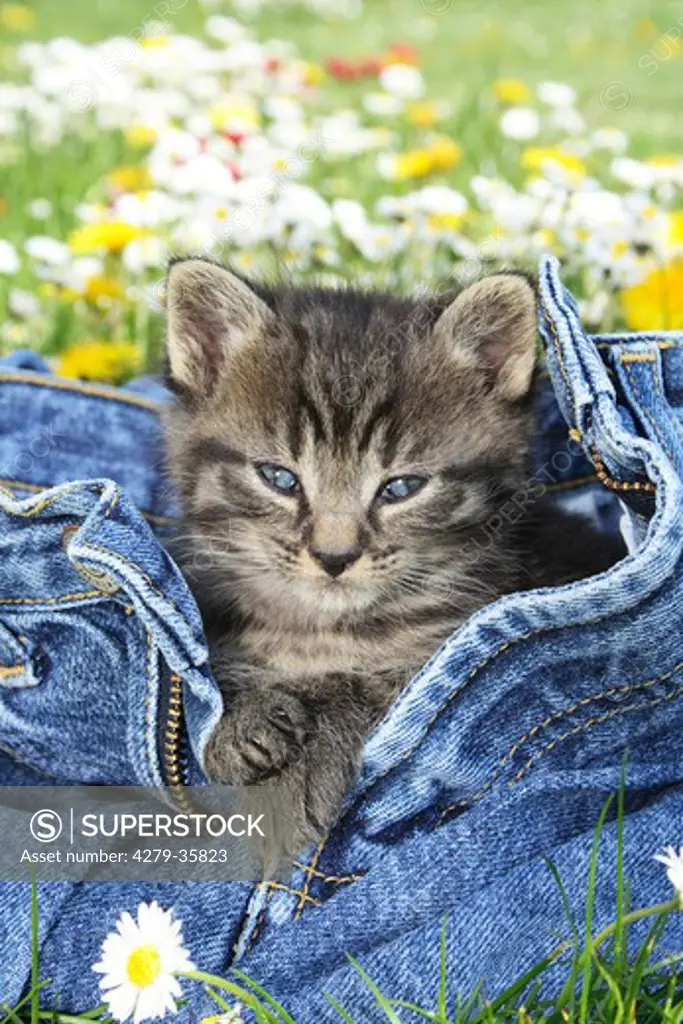 tabby kitten in a jeans